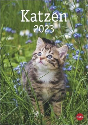 Katzen Kalender 2023