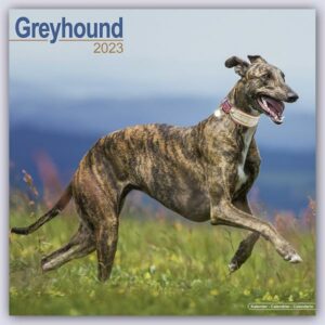 Greyhound - Großer Englischer Windhund 2023 - 16-Monatskalender