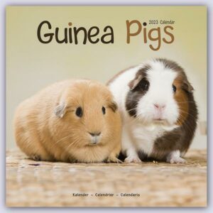 Guinea Pigs - Meerschweinchen 2023 - 16-Monatskalender