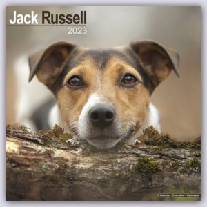 Jack Russell Terrier 2023 - 16-Monatskalender