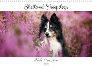 Shetland Sheepdogs Blacky