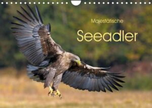 Majestätische Seeadler (Wandkalender 2023 DIN A4 quer)